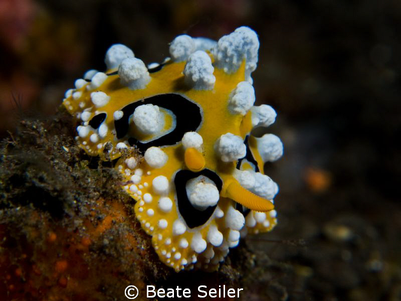 Phillidia ocellata, taken with canon G10 ans UCL165 by Beate Seiler 