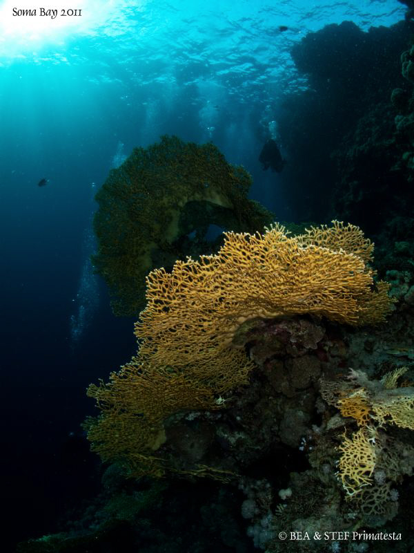 Fire coral. by Bea & Stef Primatesta 