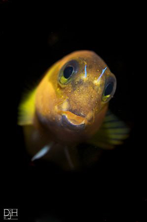 Hey cheeky face! D300s, Nauticam, 60mm by Debi Henshaw 