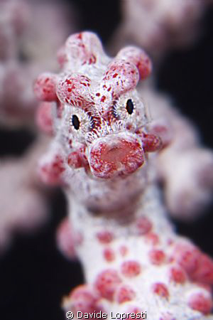 Strawberry Pygmy by Davide Lopresti 