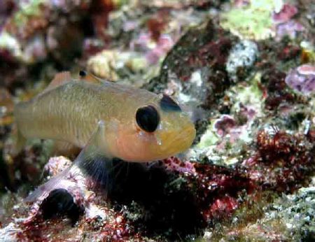 Blackeyed Gobi
Cahannel Islands National Park
Anacapa I... by Frank M Virga 