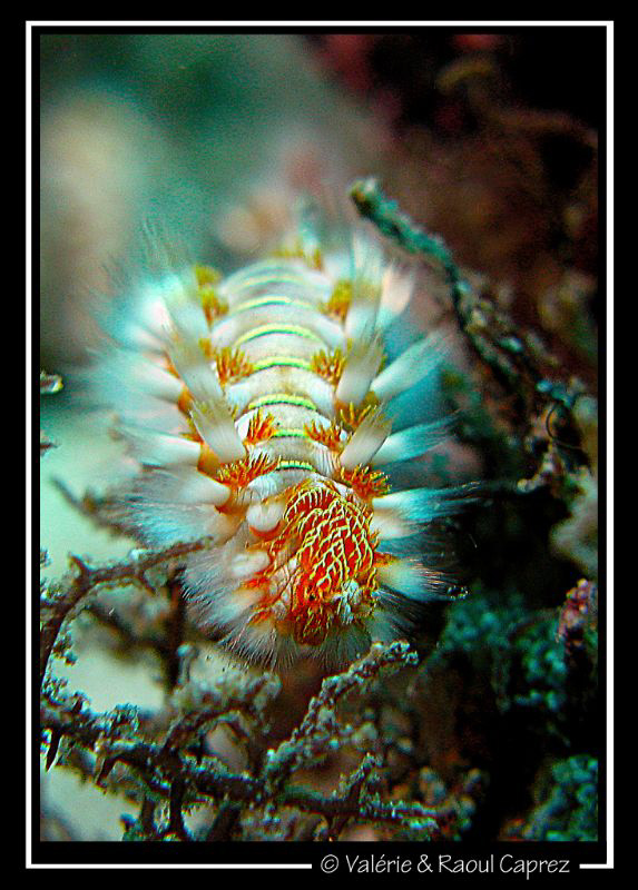 Hairy worm on its way (Hermodice carunculata) by Raoul Caprez 