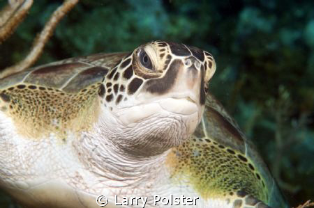 Roatan Green Turtle, D300- 60mm by Larry Polster 