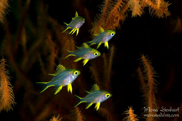 family life by Mona Dienhart 