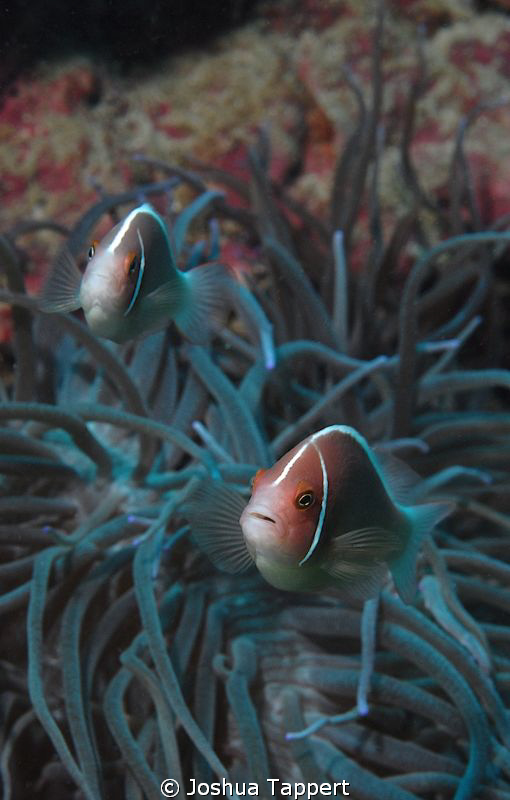 Anemone Fish in Puerta Galera by Joshua Tappert 