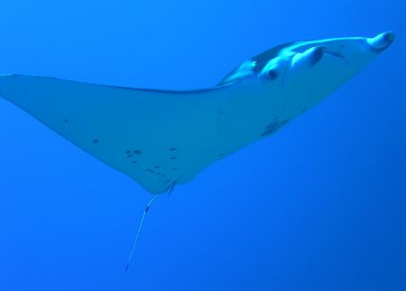 manihi atoll, the pass.
this guy took our breath away , ... by Laurence Hegarty 