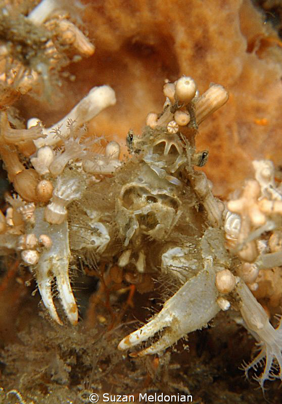 Court Jester (Decorator Crab) by Suzan Meldonian 
