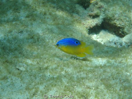 Damsel seen swimming off Boynton Beach, Fl while snorkeli... by Teena Cole 