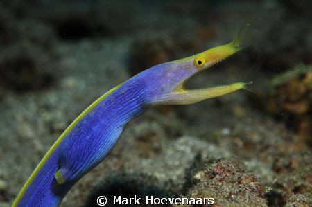 Blue Ribbon Eel by Mark Hoevenaars 