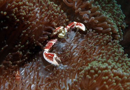 Porcelain crab in Bunaken Island Celebes sea , indonesia ... by Giulio Arrigucci 