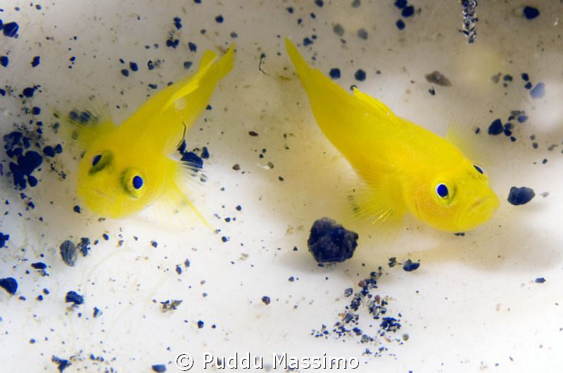 Lembeh,nikon d2x 60mm macro by Puddu Massimo 