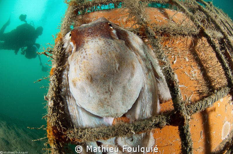 young octopus on small artificial reef by Mathieu Foulquié 