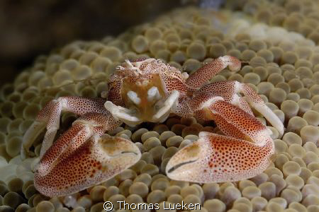 found in Lembeh; d200 by Thomas Lueken 