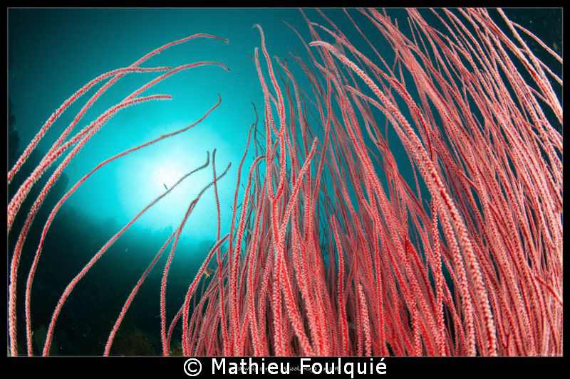 Seawhip Ellisella_Raja Ampat by Mathieu Foulquié 
