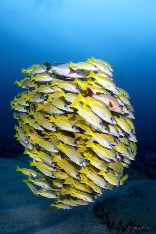 Ok, let's all huddle up by Allen Walker 