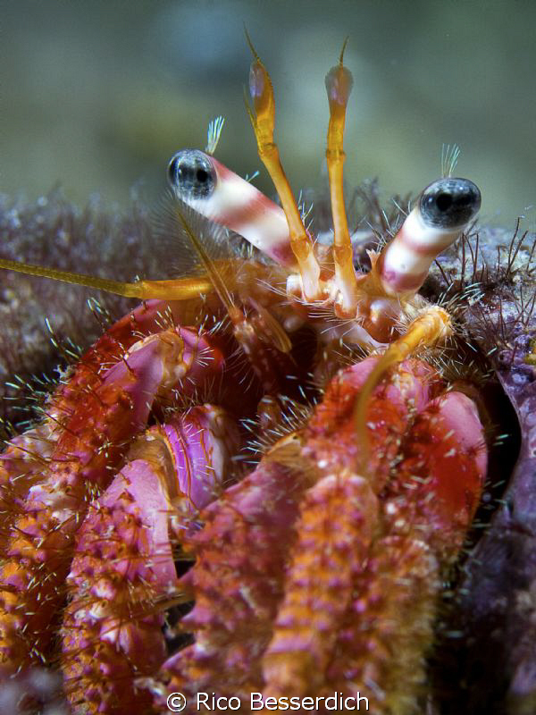 Hermid crab by Rico Besserdich 