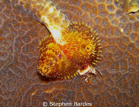 Tube worm on coral by Stephen Bardes 