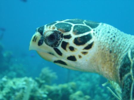 it was like she was posing for me in roatan. by Christopher Hamilton 