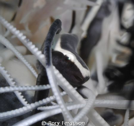 clingfish by Rory Ferguson 