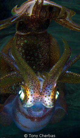 Squid Pro Quo by Tony Cherbas 