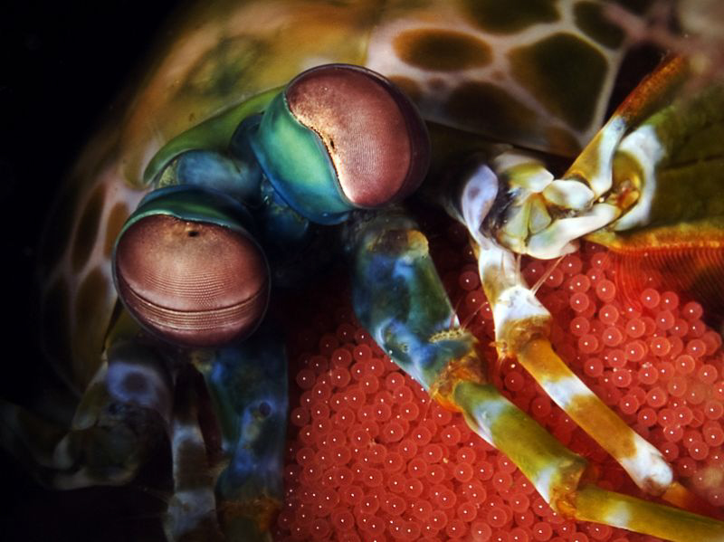 We are Family

Manti Shrimp with eggs by Jörg Menge 