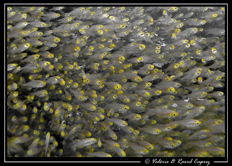 Pointillism technique in 2011 :-)

 by Raoul Caprez 