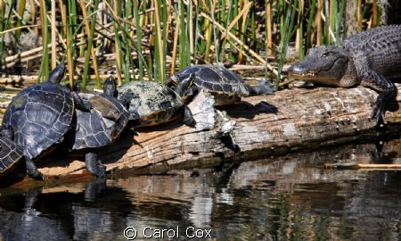 Dudes, go the other way! by Carol Cox 