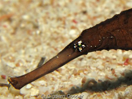 Robust ghost pipefish by Cigdem Cooper 