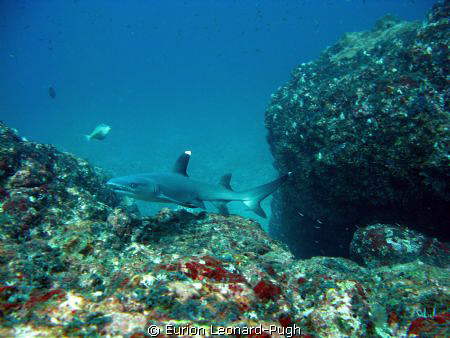 White tip reef shark, Catalina North, off the coast of Co... by Eurion Leonard-Pugh 