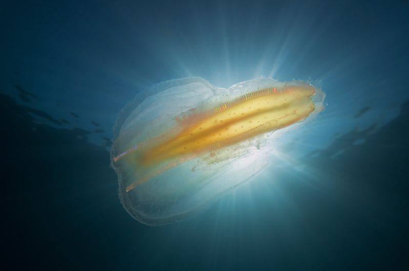 This ctenophore I've seen today at the north coast from M... by Roland Bach 