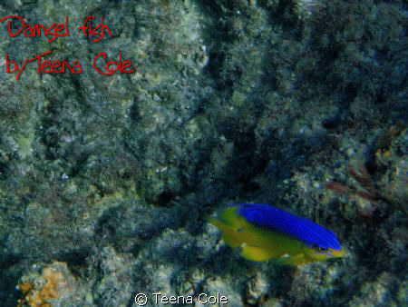 Damsel swimming on rocks off Boynton Beach, Fl. Pic taken... by Teena Cole 