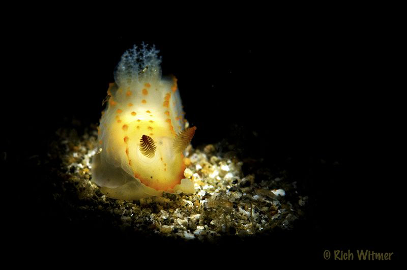 Gymnadoris Alba.  D300/Snooted w separate Ikelite DS160 w... by Richard Witmer 