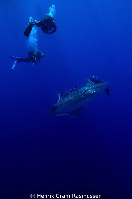 The mighty Whaleshark - watched by 2 divers as it dives i... by Henrik Gram Rasmussen 