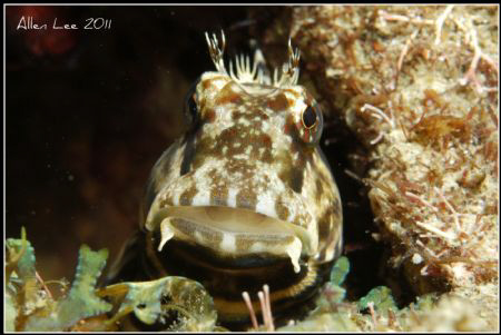 Cute Blenny. by Allen Lee 