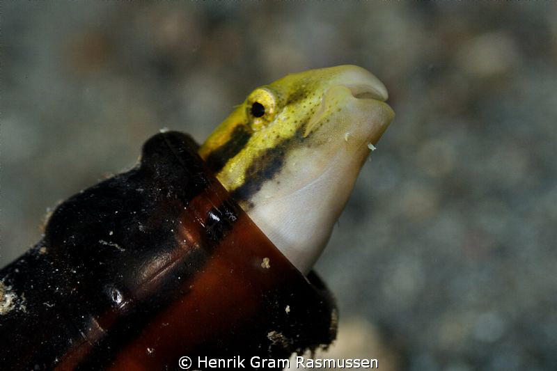 Geeny in a bottle :) by Henrik Gram Rasmussen 