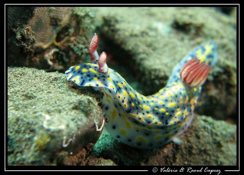 Difficult path :-) (Hypselodoris infucata) by Raoul Caprez 