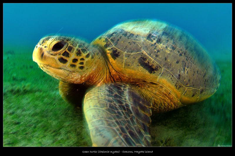 Chelonia mydas by Mathieu Foulquié 