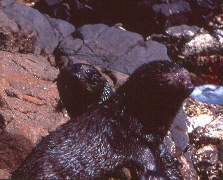 Australian fur seal pups on rocks at the Neptune Islands ... by Craig Scott 