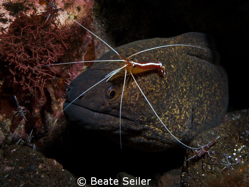 Cleaning station , taken with Canon G10 by Beate Seiler 