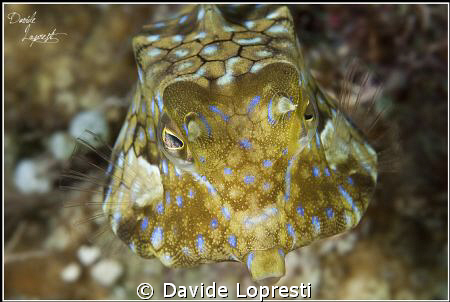 Pesce scatola by Davide Lopresti 