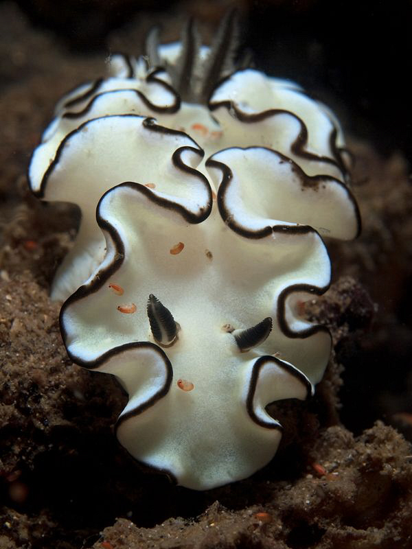 Glossodoris atromarginata, Shiprock by Doug Anderson 