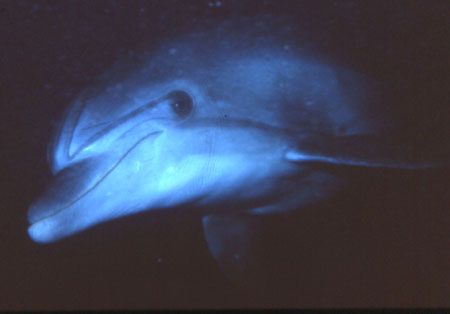 Found this smiler in Eilat, Israel, in the Red Sea. by David Spiel 