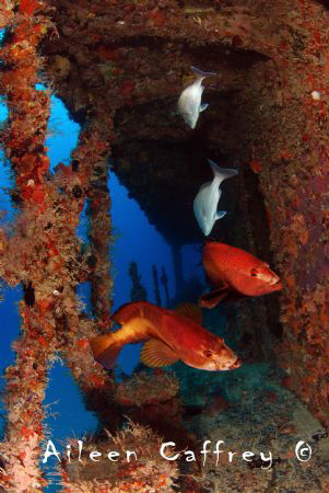 Dive Buddies, Barco Hundido Juan Escutia Puerto Morelos by Aileen Caffrey 