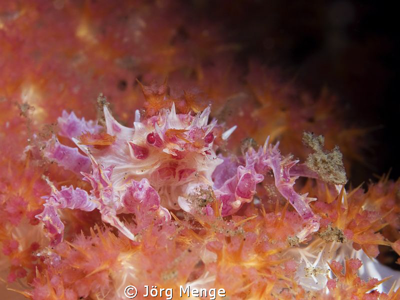 CRAB

 by Jörg Menge 