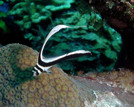 Juvenile Drum
Olypus 3030; Tetra Housing
Turks & Caicos
 by Frank M Virga 