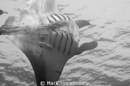 Manta Flyby. Nikon D90, 60mm by Mark Hoevenaars 