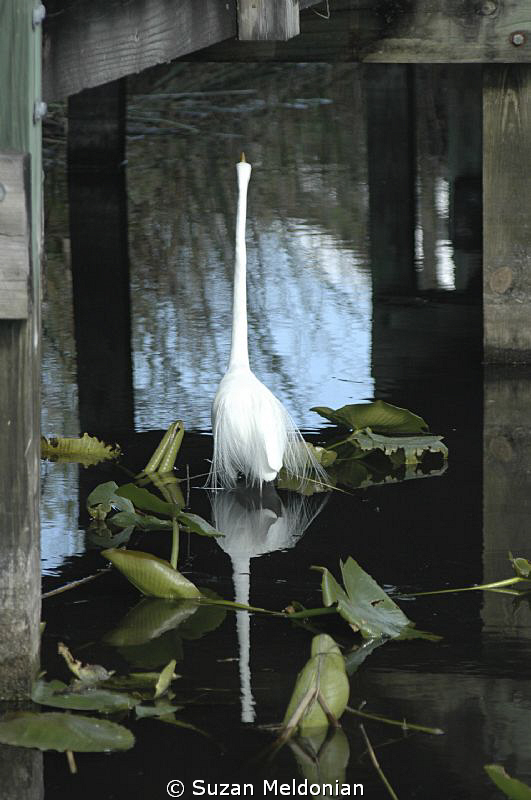 Great White Heron under a wooden walkway by Anhinga Trail... by Suzan Meldonian 