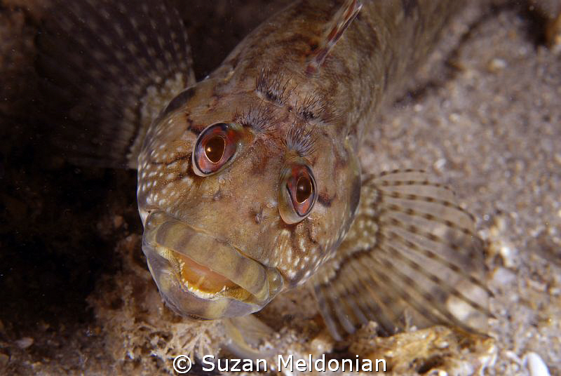Hairy Blenny by Suzan Meldonian 