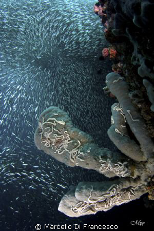Tourbillon !!! Sardine in pescador Island (Moalboal) by Marcello Di Francesco 