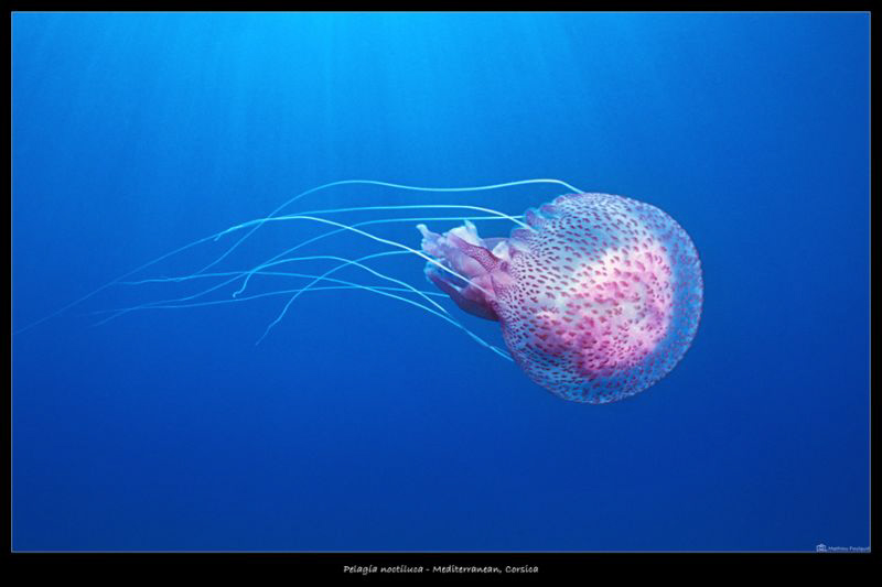 Pelagia noctiluca by Mathieu Foulquié 
